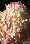 Hydrangea paniculata Little Lime